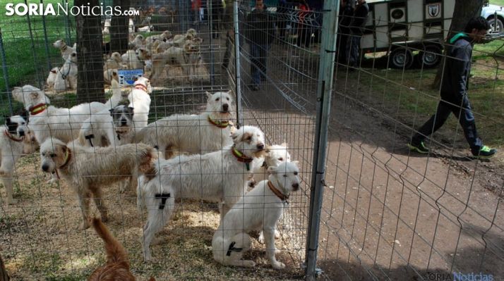Los rehaleros desconvocan la huelga tras comprometerse Fiscalía a revisar las sanciones
