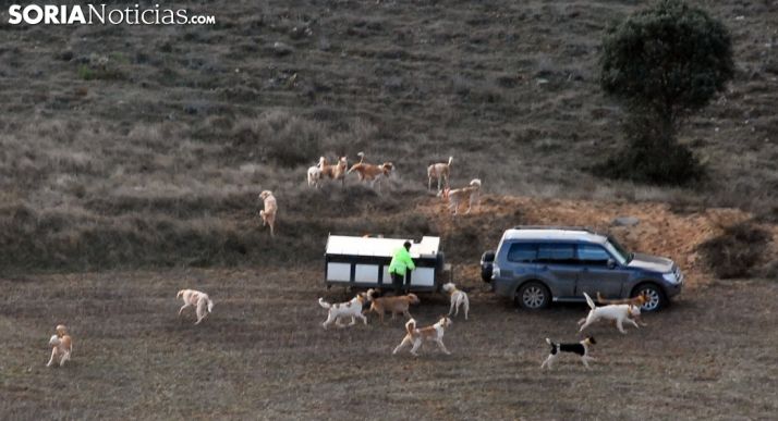 Una rehala en un monte soriano este invierno. /SN