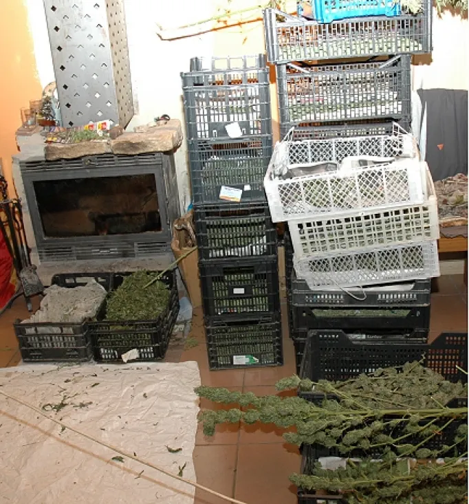 Foto 2 - Desarticulada una plantaci&oacute;n de marihuana entre Los R&aacute;banos y Carbonera de Frentes
