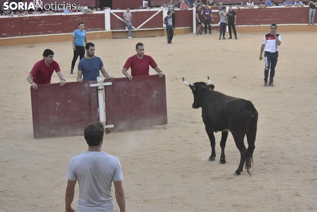 Vaquillas por San Saturio. /EM