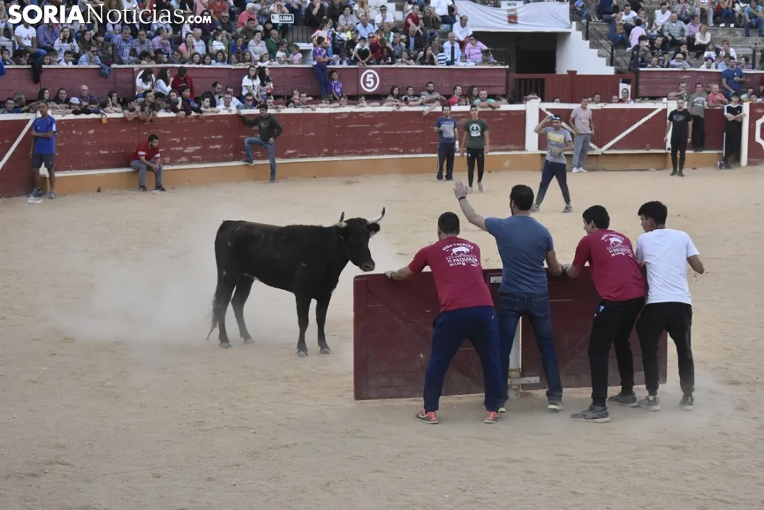 Vaquillas por San Saturio. /EM