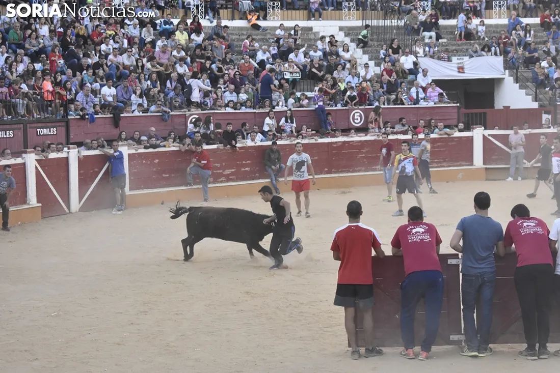 Vaquillas por San Saturio. /EM
