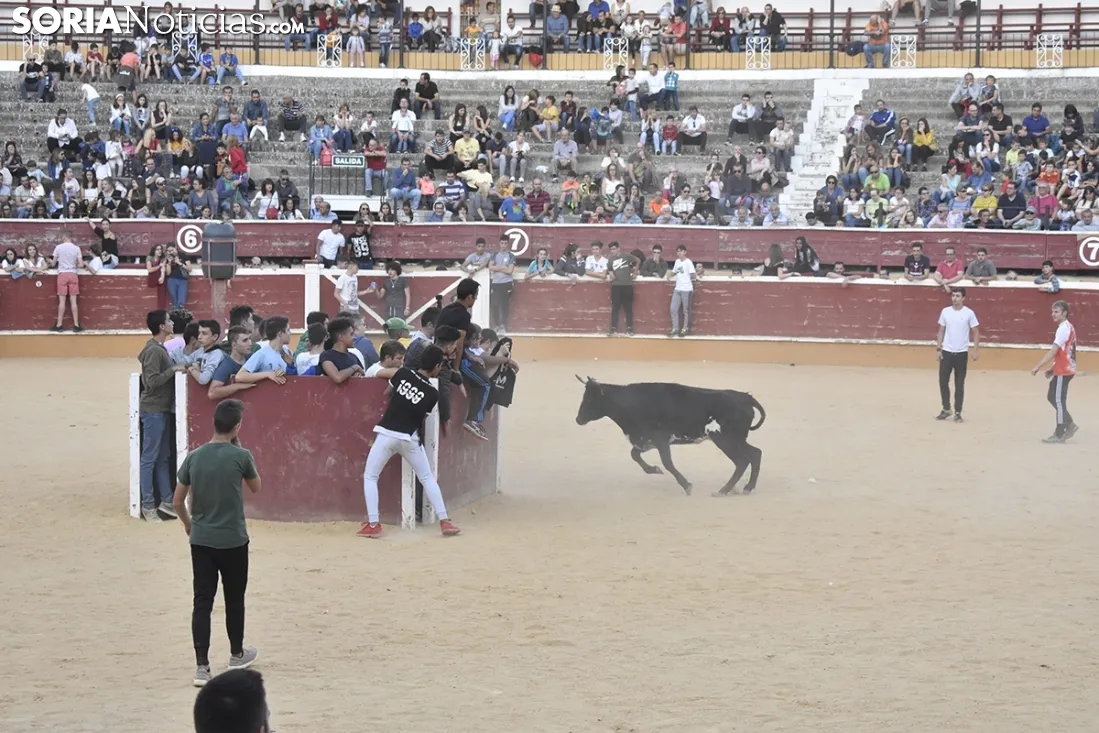 Vaquillas por San Saturio. /EM