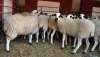 Foto 1 - 13,67 M&euro; como anticipo del 50 % de las ayudas asociadas al ovino y caprino