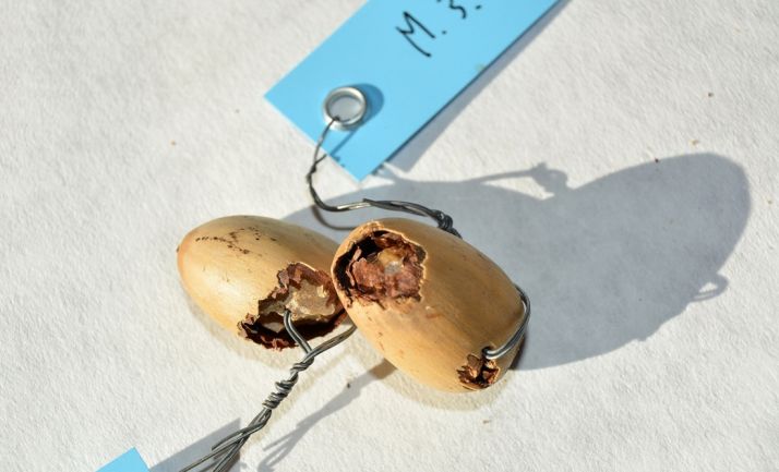 Bellota comida por uno de los roedores del experimento. /José María del Arco
