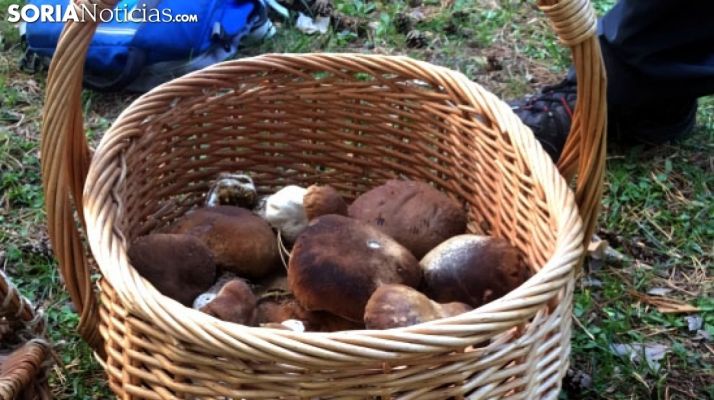 El primer coto micológico de Soria, Pinares de Urbión, pionero en la venta de permisos online