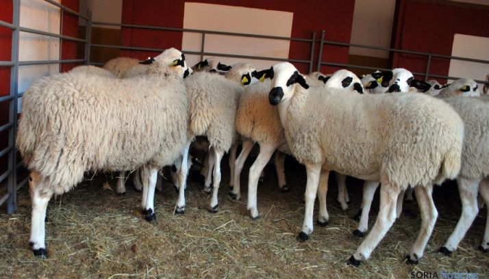 13,67 M&euro; como anticipo del 50 % de las ayudas asociadas al ovino y caprino