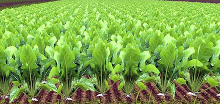 35 M&euro; a las ayudas de agroambiente y clima y de agricultura ecológica