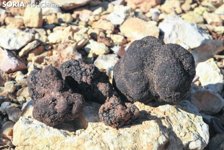 Torrubia de Soria quiere sacar partido a la trufa 