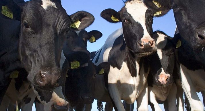 Podemos continúa hoy su guerra contra la macrovaquería de Noviercas