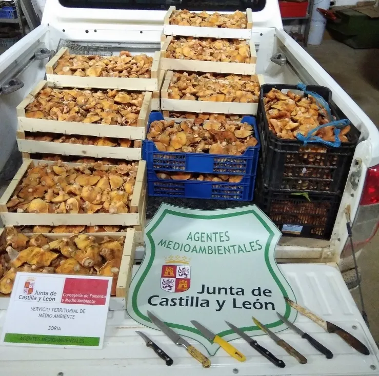 Los níscalos incautados ayer. /Jta.