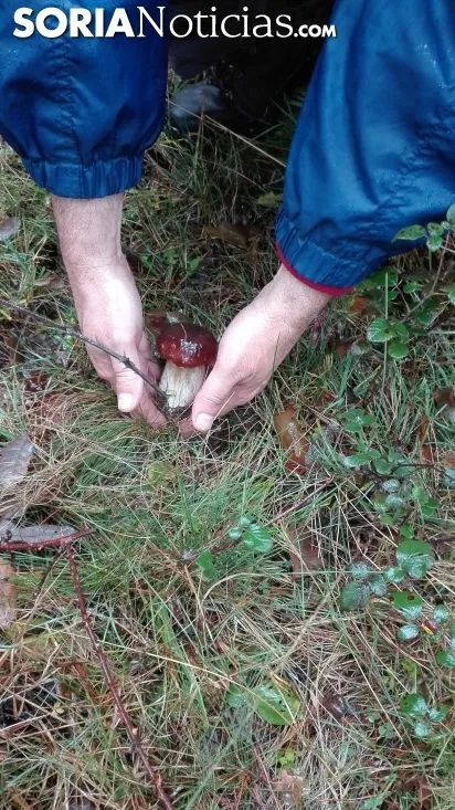 Las malas campañas micológicas de los últimos años están generando un debate sobre la adecuada gestión de los recursos de los bosques sorianos.
