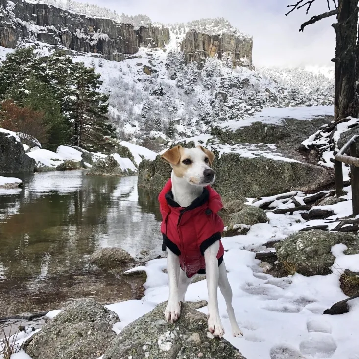 Pipper, en su viaje por Soria. 