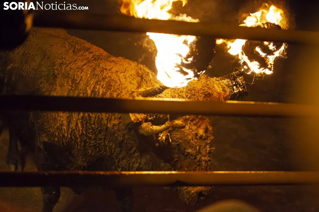 Toro Jubilo 2018 / María Ferrer