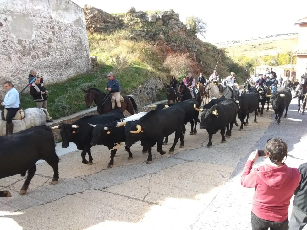 Trashumancia de Borobia.