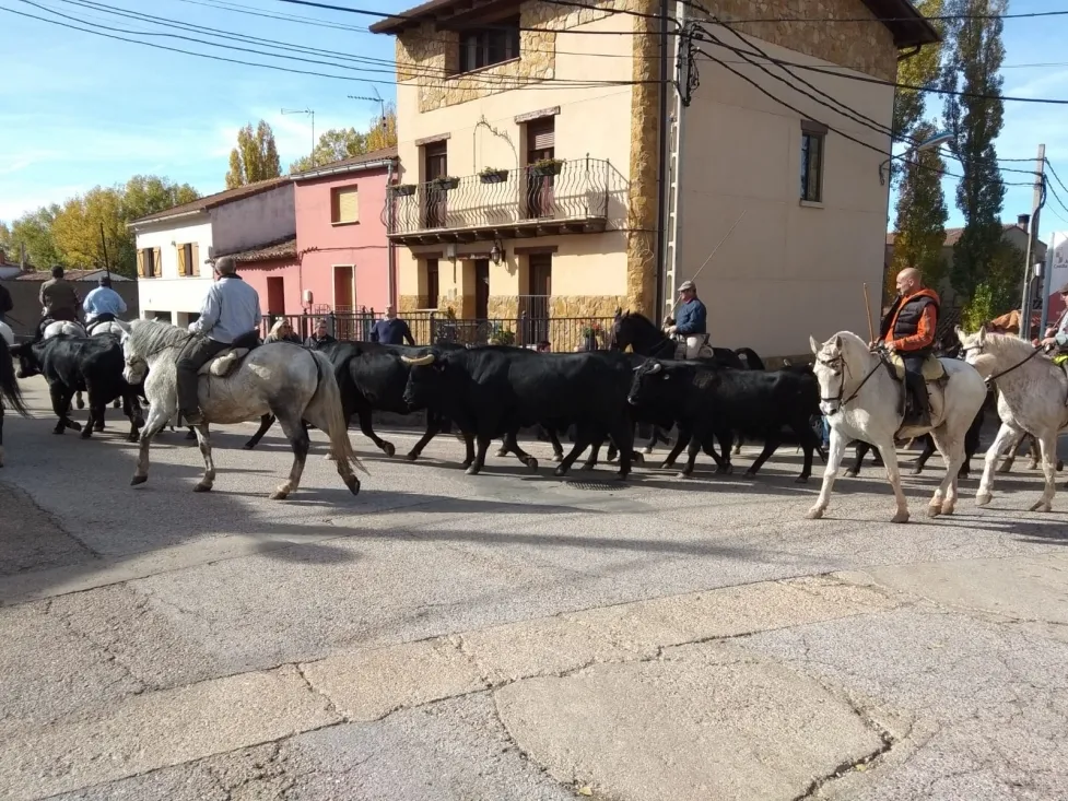 Trashumancia de Borobia.