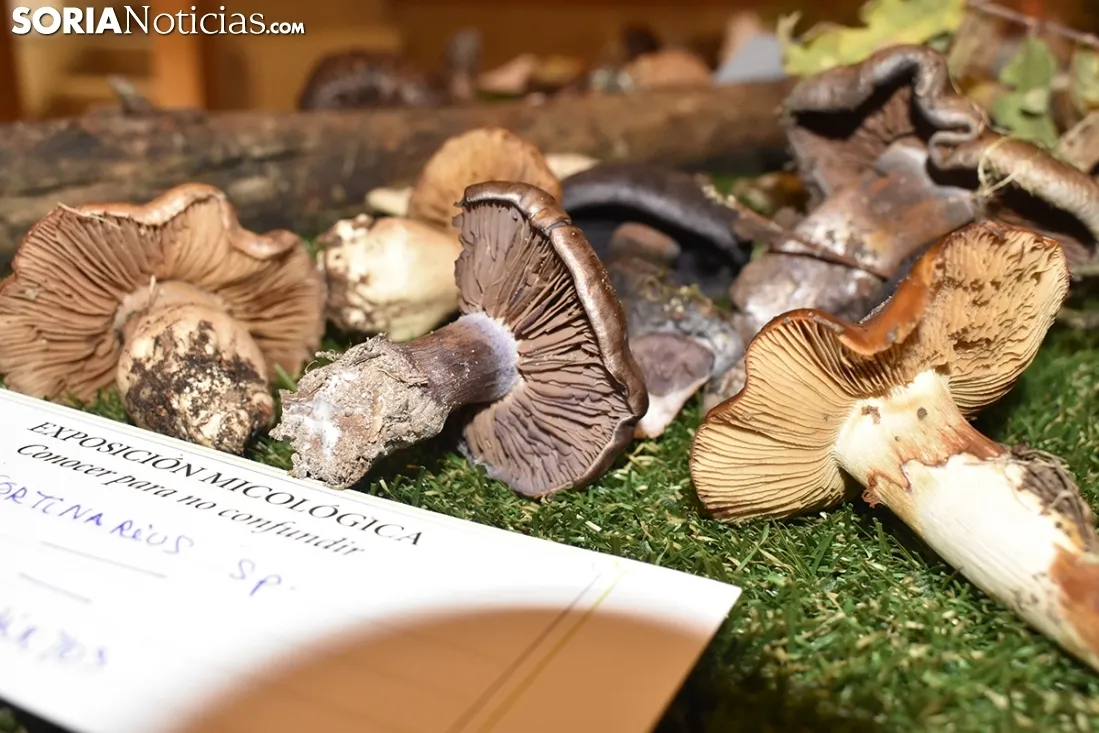 Exposición micológica Vinuesa. 