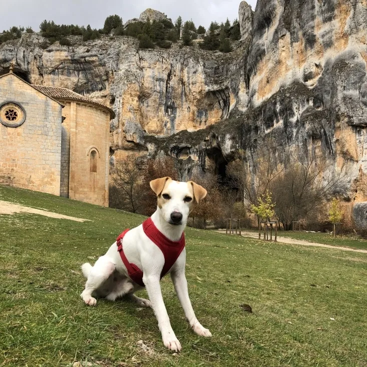 Pipper, en su viaje por Soria. 