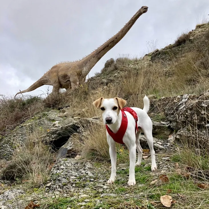 Pipper, en su viaje por Soria. 
