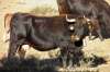 Foto 1 - Dos ayudas, por valor de 45.000 euros, a dos jóvenes que incorporan en sus ganaderías a la vaca serrana