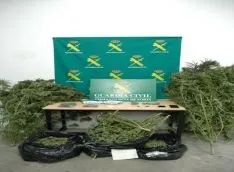 Foto 4 - La Guardia Civil culmina la operaci&oacute;n Huerto Verde desarticulando puntos de venta en Soria y en &Aacute;greda