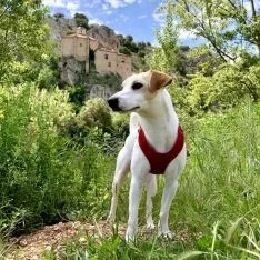 Una de las imágenes de la estancia de Pipper en Soria. 