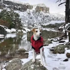 Pipper, en su viaje por Soria. 