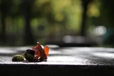 La segunda instantánea premiada.