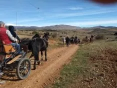 Trashumancia de Borobia.