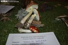 Exposición micológica Vinuesa. 