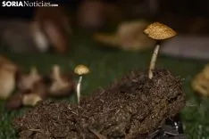 Exposición micológica Vinuesa. 