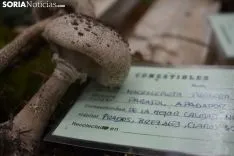 Jornadas Micológicas de Navaleno
