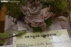 Jornadas Micológicas de Navaleno