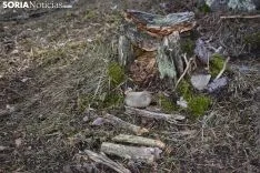Bosque encantado de San Leonarde de Yagüe. /EM