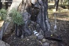 Bosque encantado de San Leonarde de Yagüe. /EM