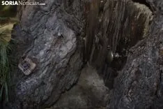Bosque encantado de San Leonarde de Yagüe. /EM