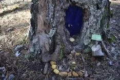 Bosque encantado de San Leonardo de Yagüe. /EM