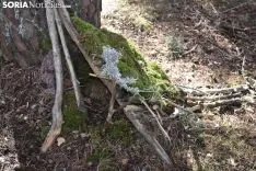 Bosque encantado de San Leonardo de Yagüe. /EM
