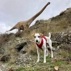 Pipper, en su viaje por Soria. 
