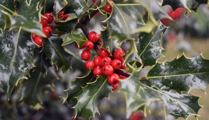 La Junta autoriza la recogida de 34.700 kilos de ramilla ornamental de acebo soriano