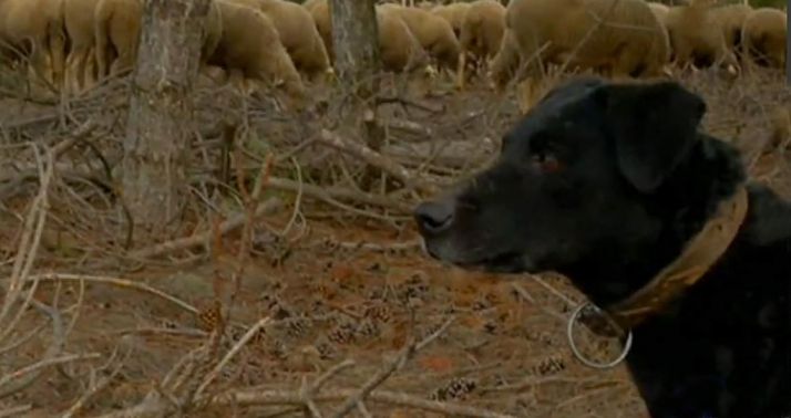 Un ejemplar de perro leonés de pastor. 