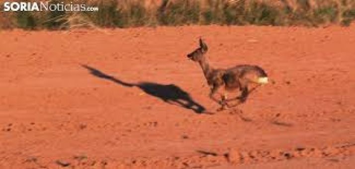 La caza silvestre, clave para mantener la economía española.
