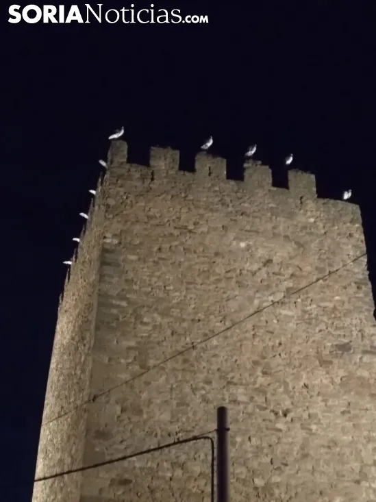 Imagen de las aves en las almenas del torreón esta noche. /SN