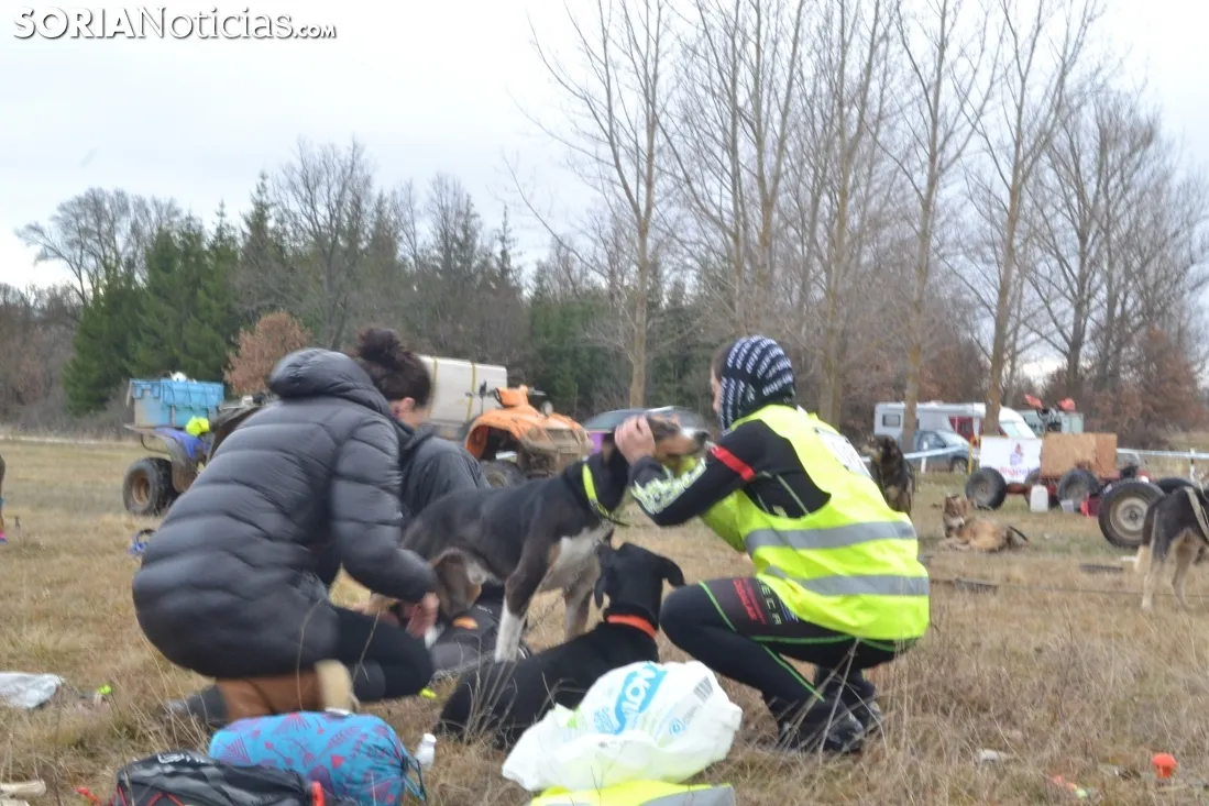 Foto 9 - Galer&iacute;a de fotos: Los mushers y sus perros tiran de Ocenilla en la IV Spain Long Distance