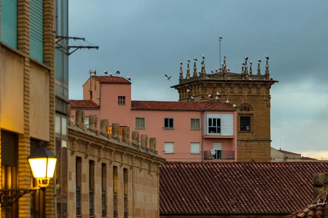 Cigüeñas en el Palacio de los Condes de Gomara. Sara Roncal. 