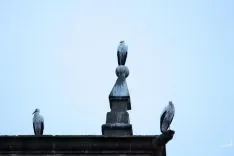 Cigüeñas en el Palacio de los Condes de Gomara. Sara Roncal. 