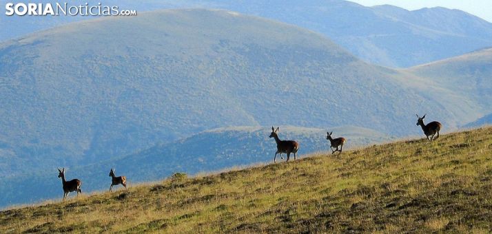Ciervas en la Sierra de Urbión. /AS