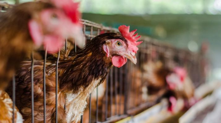 La Junta incrementa un 50% las ayudas para la vacunación frente a la salmonelosis en avicultura de puesta hasta los 300.000 &euro;