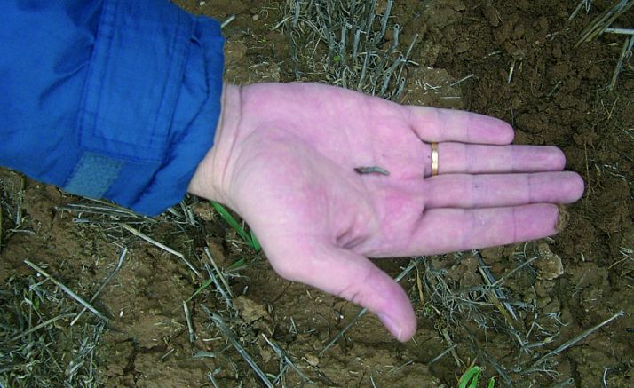 Una larva de zabro en un campo de la provincia. /ASAJA