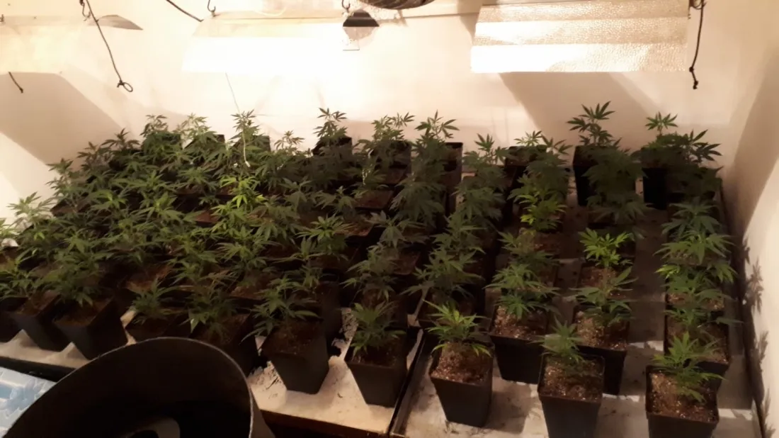 Foto 2 - La Guardia Civil desmantela una plantaci&oacute;n indoor de marihuana en San Leonardo 